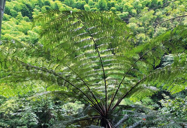 行走在古僰道上