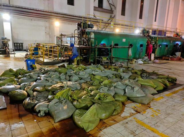 華東區(qū)域最大發(fā)電廠遭遇海蜇危機：循泵房面臨被堵，員工24小時抓海蜇