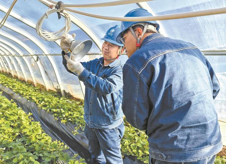 陜西富縣:蔬菜大棚冬似春