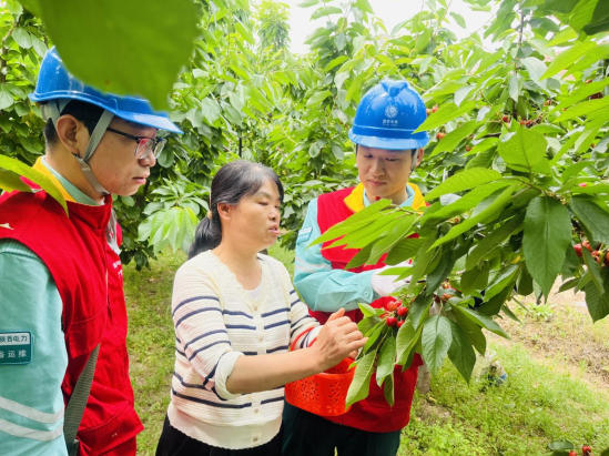 國(guó)網(wǎng)渭南供電公司：櫻桃紅了電無憂 貼心服務(wù)助豐收